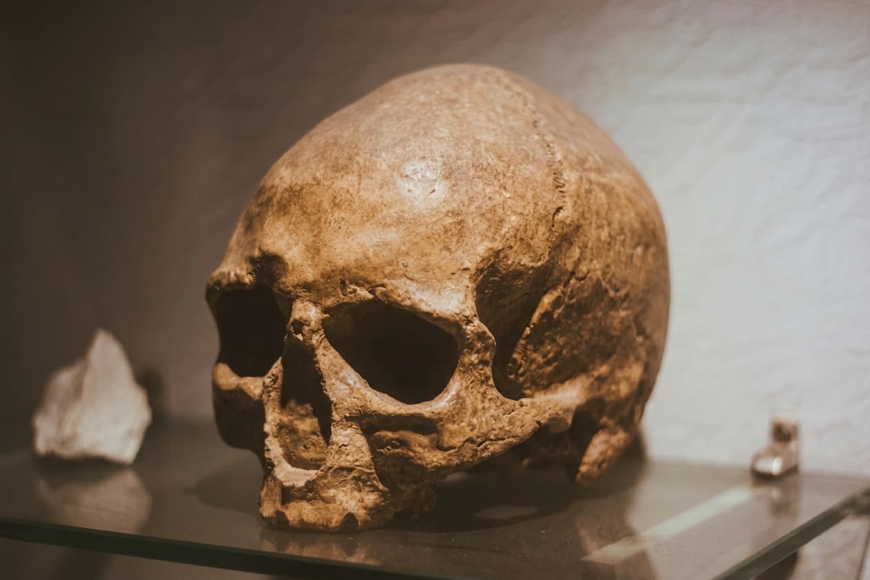 A túlélés hálózata: miért tűntek el a neandervölgyiek?